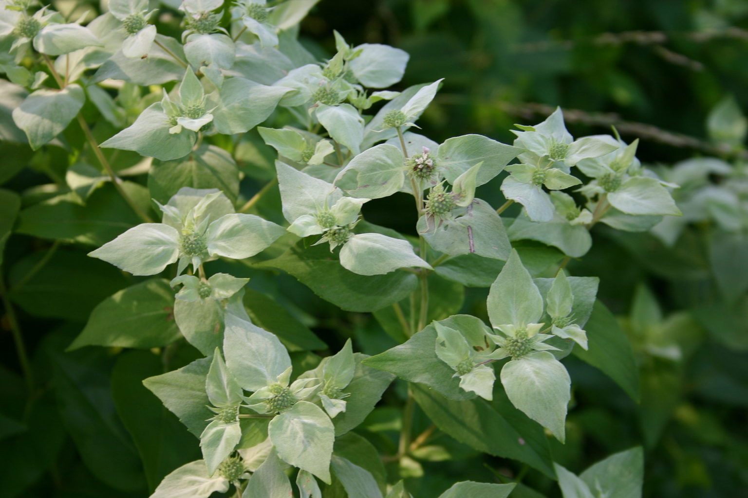 Pycnanthemum spp. – Mountain Mint – Naturalist Nate